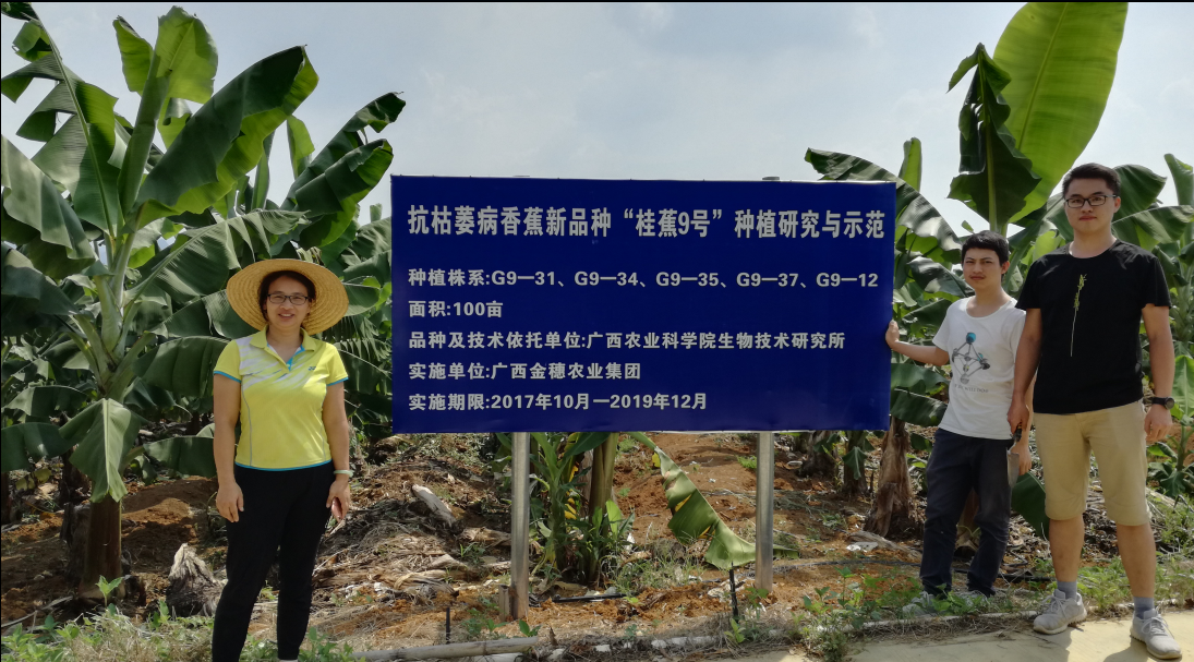 图4 金穗香蕉种植基地开展实地调研与指导.png
