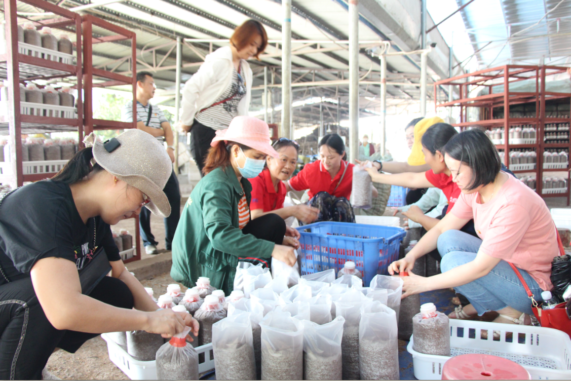 图2  青年们与工人一起封装食用菌包.png