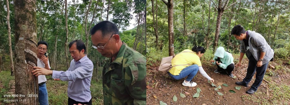 图1 橡胶树害虫发生情况调查.png