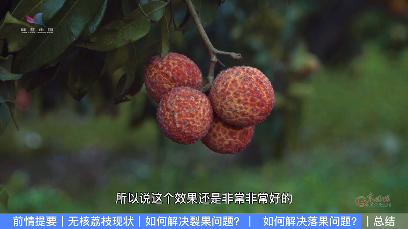 无核荔枝难栽培？农业专家来破题