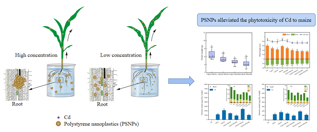 聚苯乙烯纳米塑料（PSNPs）对玉米镉（Cd）毒性的拮抗作用示意图.png
