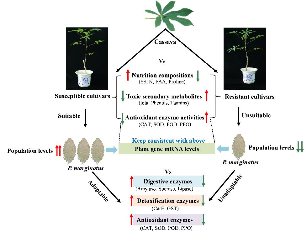 木薯-木瓜秀粉蚧相互作用模式图.jpg