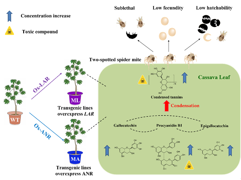 木薯MeLAR和MeANR基因调控单宁含量介导的木薯抗螨性模式图.png