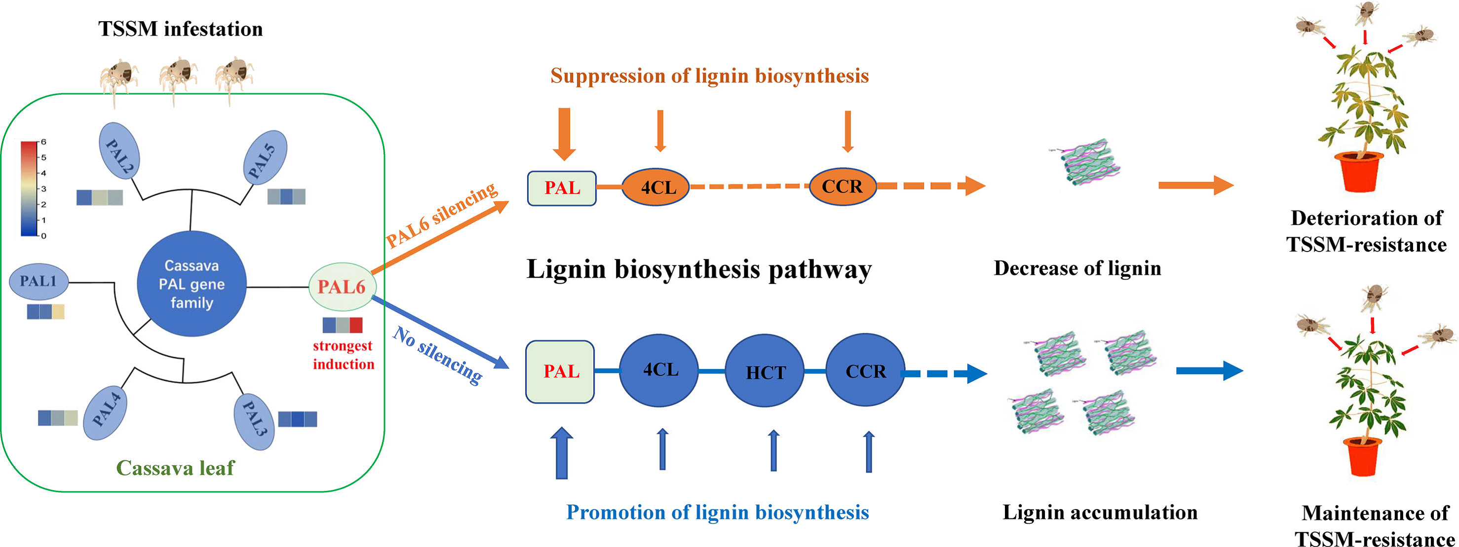 图  木薯PAL6基因调控木质素合成及二斑叶螨抗性的模式图.png