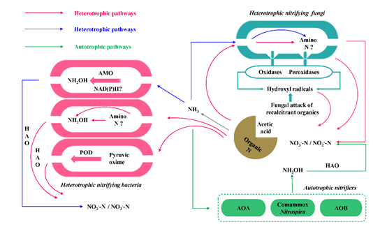 E:2陆地氮循环2陆地氮循环数据库Heterotrophic nitrification submission 2022BFS-2023-Second round审稿附件-ResponseFig.1 Microbial pathways leading to nitrate production.tif