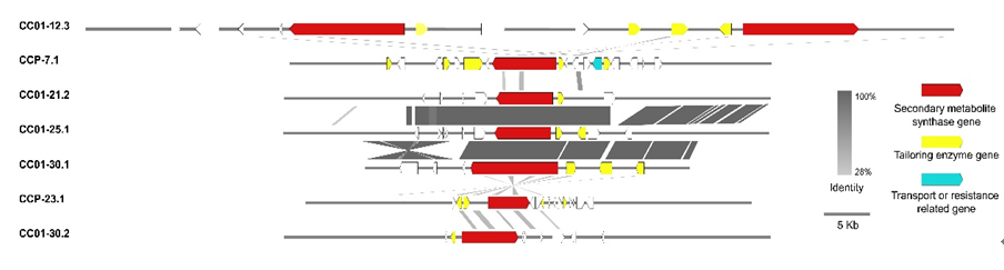 图6 Cas5型、Cas2型和Cas1型多主棒孢基因组中PKSNRPS基因簇的共性分析.png