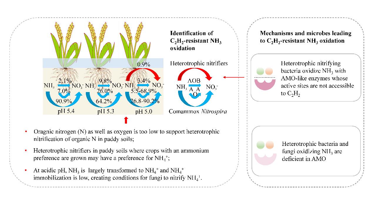 异养氨氧化作用抗性机制与激活、失活机理.jpg