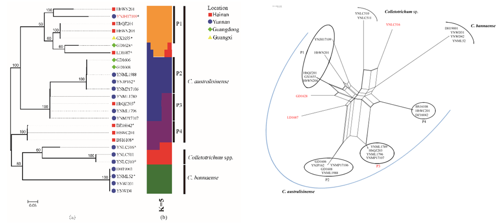 图3. 中国橡胶树尖孢炭疽复合种种群结构及基因组重组.png