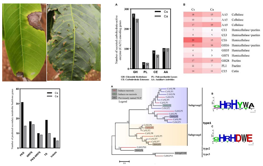 图1. 引起不同症状橡胶树胶孢和尖孢炭疽CAZymes、次生代谢产物合成基因及NLPs编码基因的比较分析.png