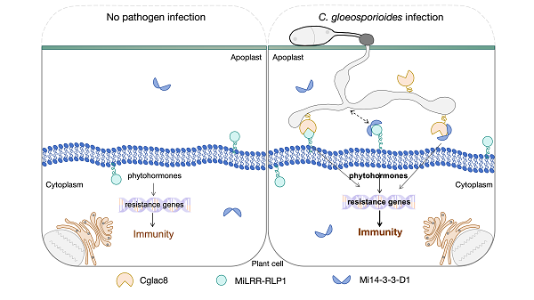 图片1  芒果与胶孢炭疽菌互作机制的模式图.png
