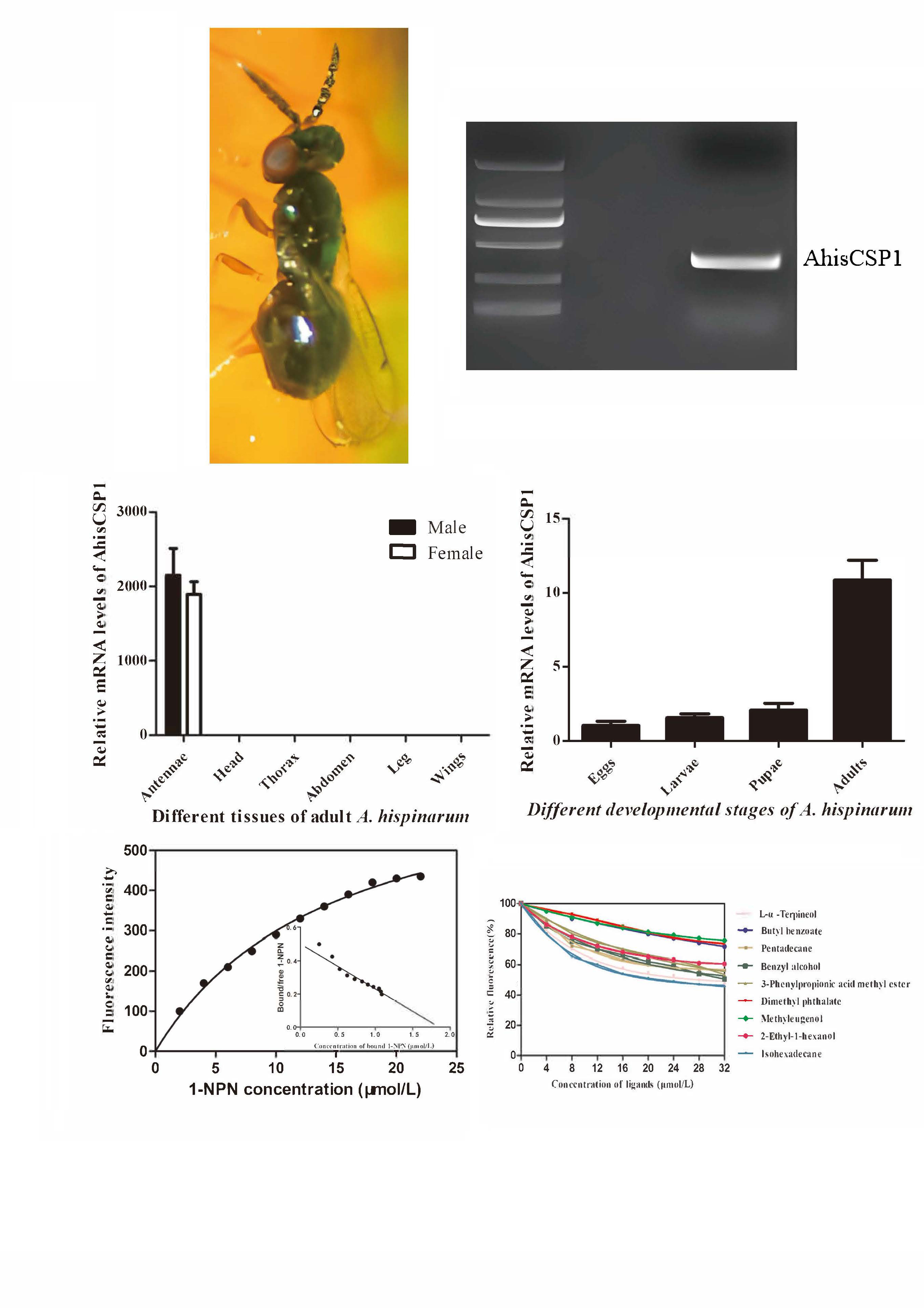 图   AhisCSP1基因克隆、表达和结合特性.jpg
